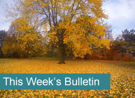 A road in the forest covered in snow and the words This' Week's Bulletin