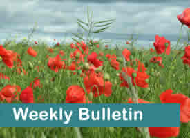 A field of red poppies with words Weekly Bulletin
